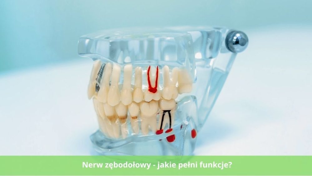 Nerw zębodołowy - jakie pełni funkcje i jakie są związane z nim problemy stomatologiczne.