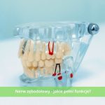 Nerw zębodołowy - jakie pełni funkcje i jakie są związane z nim problemy stomatologiczne.