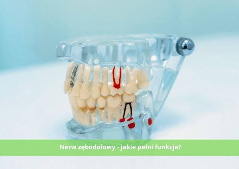 Nerw zębodołowy - jakie pełni funkcje i jakie są związane z nim problemy stomatologiczne.